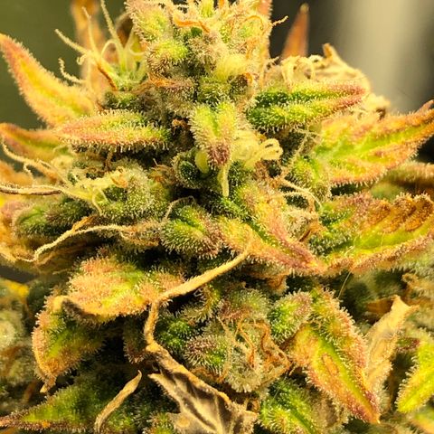 Auto Pineapple Gum growlog timeline photo