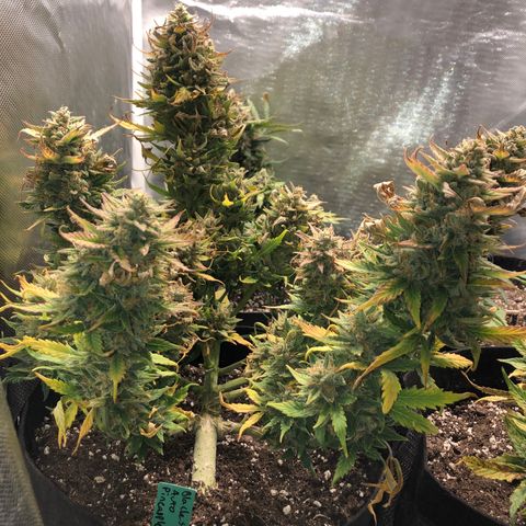 Auto Pineapple Gum growlog timeline photo