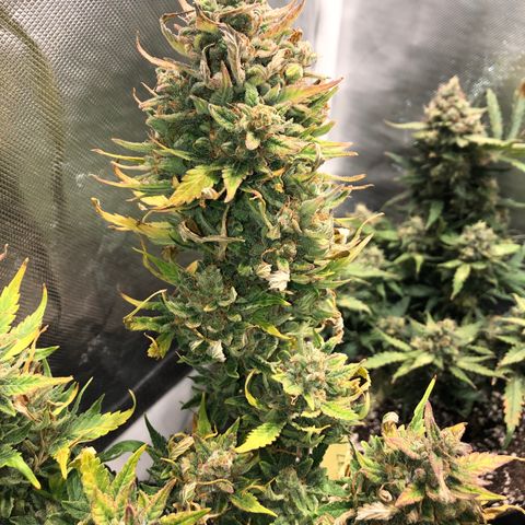 Auto Pineapple Gum growlog timeline photo