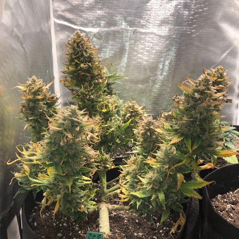 Auto Pineapple Gum growlog timeline photo