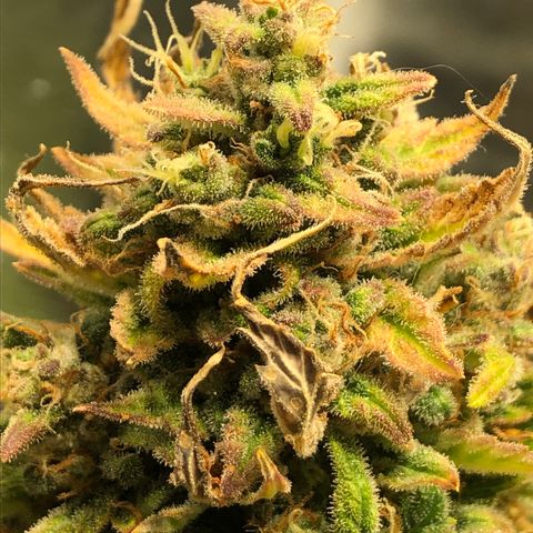 Auto Pineapple Gum growlog timeline photo