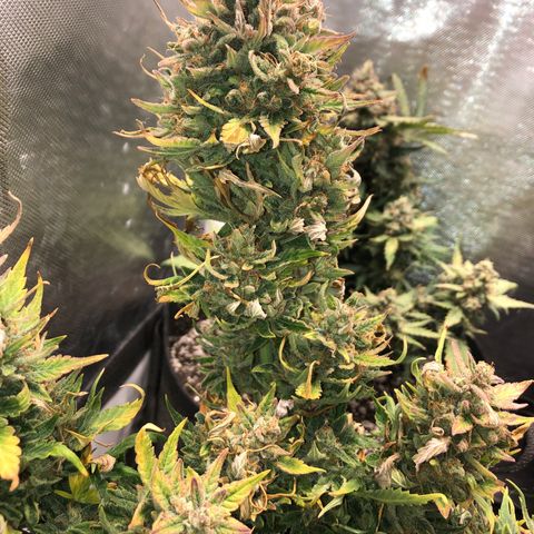 Auto Pineapple Gum growlog timeline photo