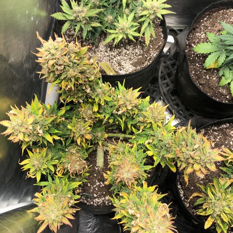 Auto Pineapple Gum growlog timeline photo