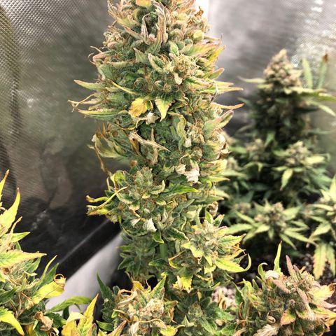 Auto Pineapple Gum growlog timeline photo