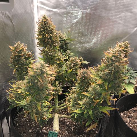 Auto Pineapple Gum growlog timeline photo