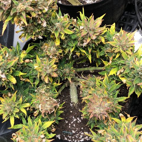 Auto Pineapple Gum growlog timeline photo