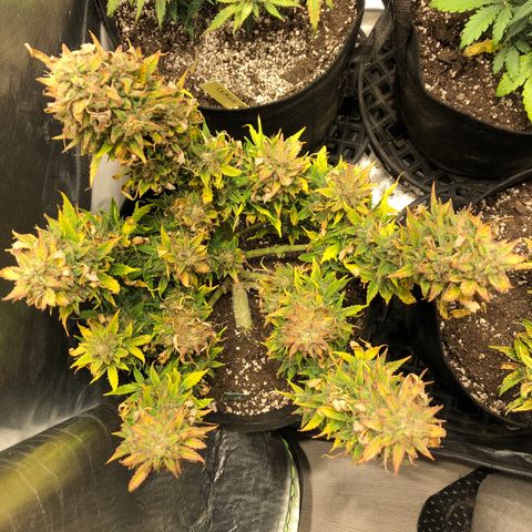 Auto Pineapple Gum growlog timeline photo
