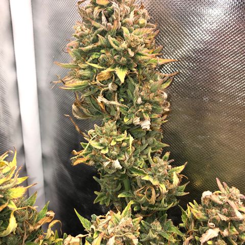 Auto Pineapple Gum growlog timeline photo