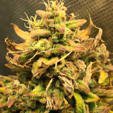 Auto Pineapple Gum growlog timeline photo