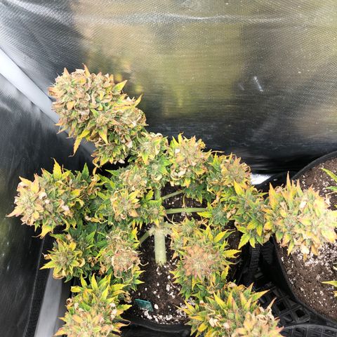 Auto Pineapple Gum growlog timeline photo