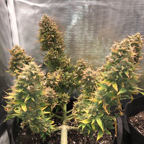Auto Pineapple Gum growlog timeline photo