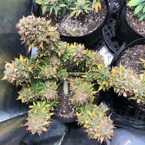 Auto Pineapple Gum growlog timeline photo