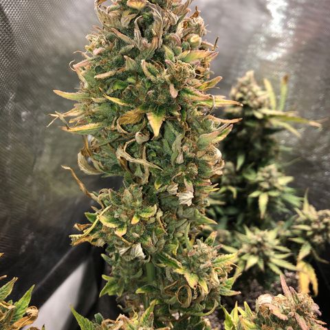 Auto Pineapple Gum growlog timeline photo