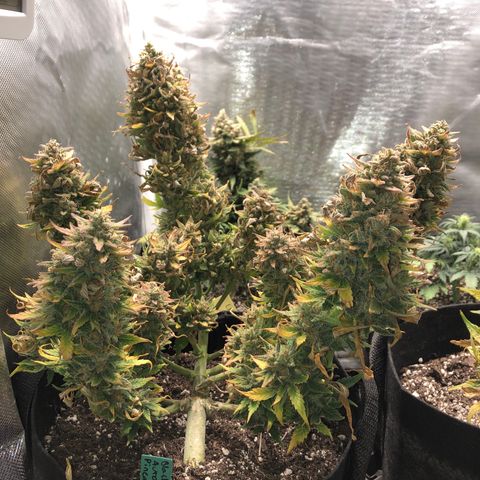 Auto Pineapple Gum growlog timeline photo