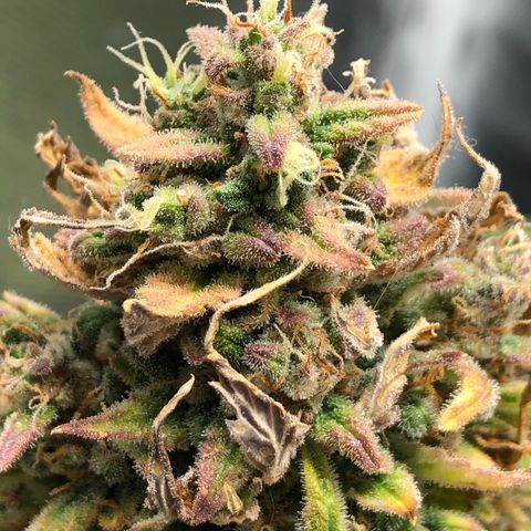 Auto Pineapple Gum growlog timeline photo