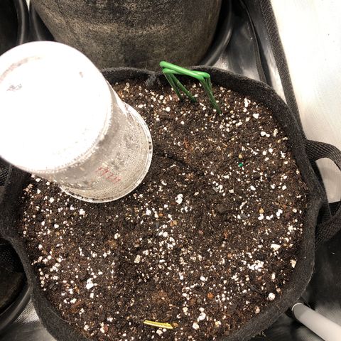Northern Lights Auto (Seedsman) growlog timeline photo