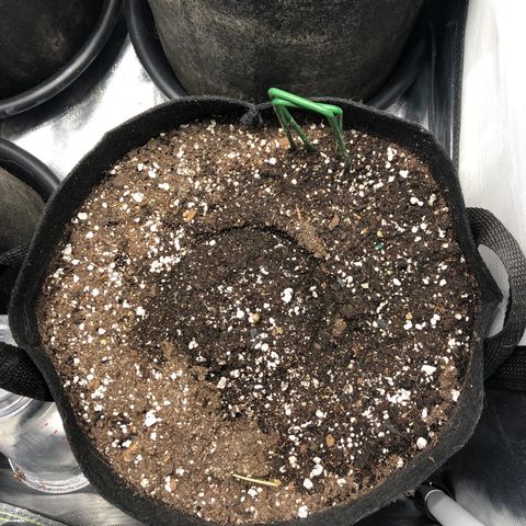 Northern Lights Auto (Seedsman) growlog timeline photo