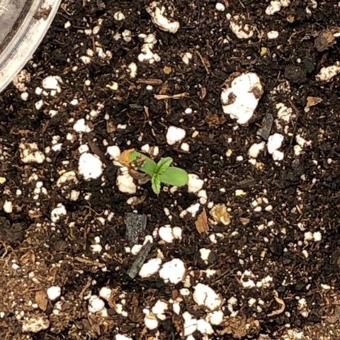 Northern Lights Auto (Seedsman) growlog timeline photo