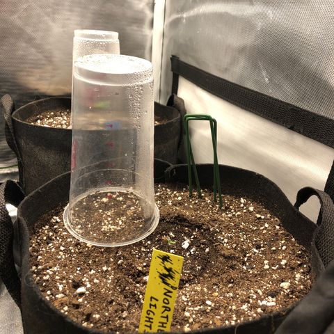Northern Lights Auto (Seedsman) growlog timeline photo