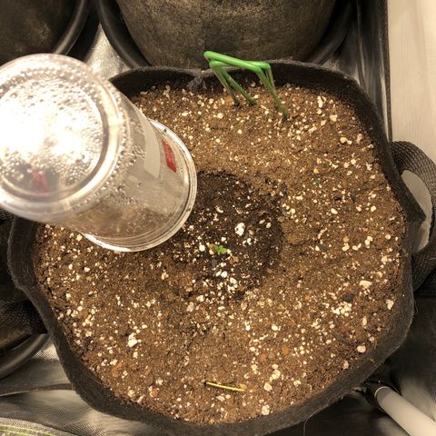 Northern Lights Auto (Seedsman) growlog timeline photo