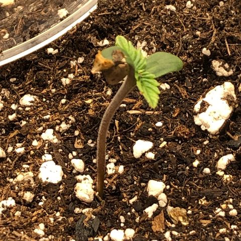 Northern Lights Auto (Seedsman) growlog timeline photo