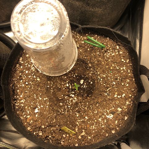 Northern Lights Auto (Seedsman) growlog timeline photo