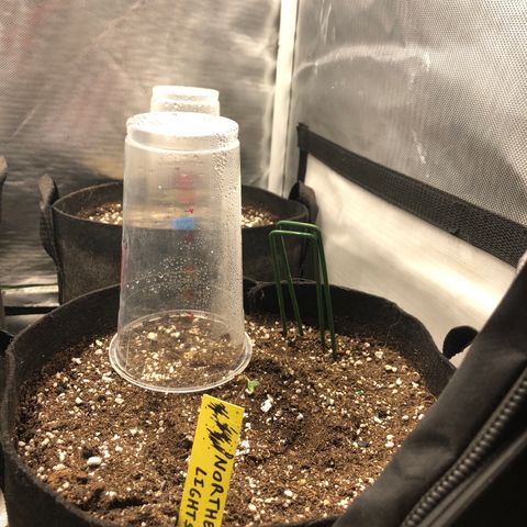 Northern Lights Auto (Seedsman) growlog timeline photo