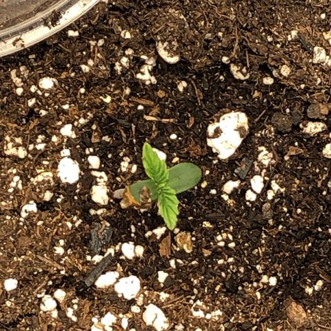 Northern Lights Auto (Seedsman) growlog timeline photo