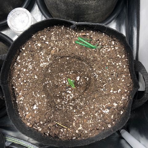 Northern Lights Auto (Seedsman) growlog timeline photo