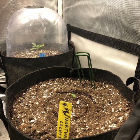 Northern Lights Auto (Seedsman) growlog timeline photo