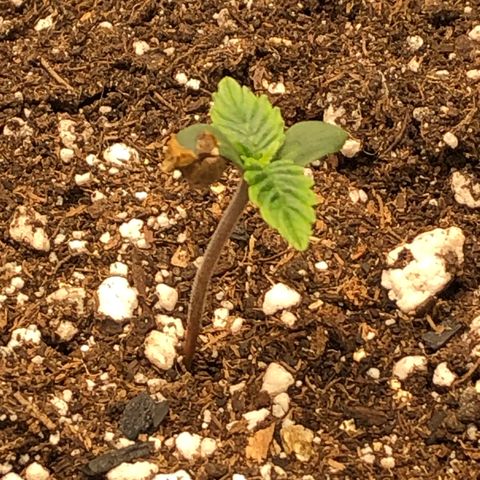 Northern Lights Auto (Seedsman) growlog timeline photo