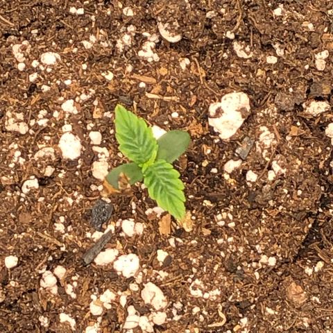 Northern Lights Auto (Seedsman) growlog timeline photo