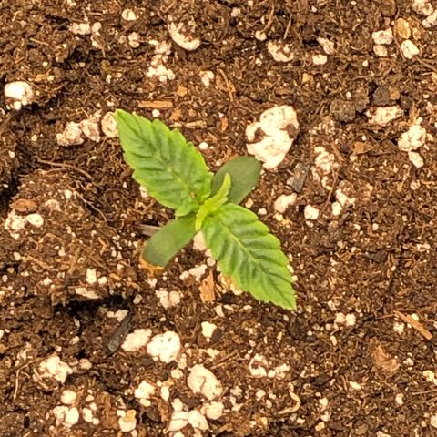 Northern Lights Auto (Seedsman) growlog timeline photo