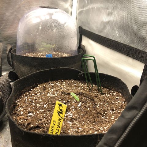 Northern Lights Auto (Seedsman) growlog timeline photo