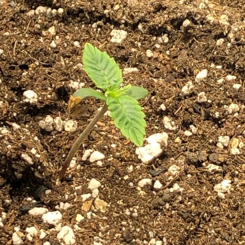 Northern Lights Auto (Seedsman) growlog timeline photo