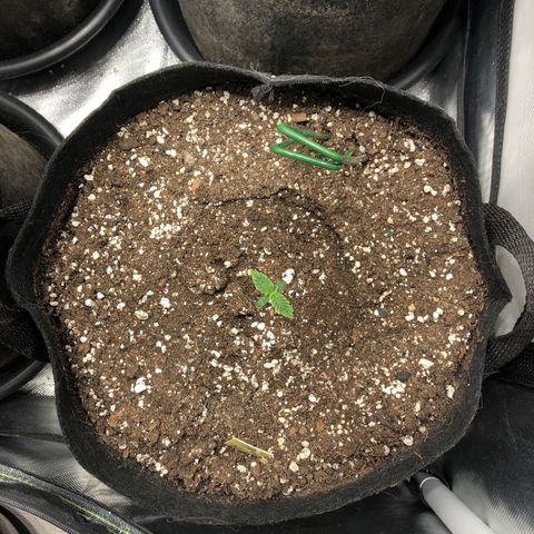 Northern Lights Auto (Seedsman) growlog timeline photo
