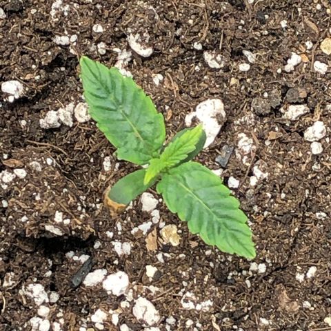 Northern Lights Auto (Seedsman) growlog timeline photo