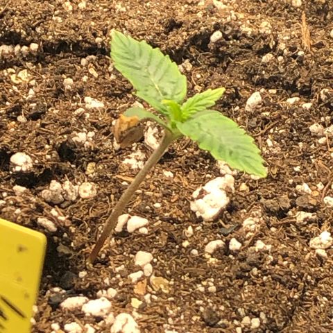 Northern Lights Auto (Seedsman) growlog timeline photo