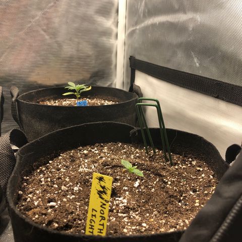 Northern Lights Auto (Seedsman) growlog timeline photo