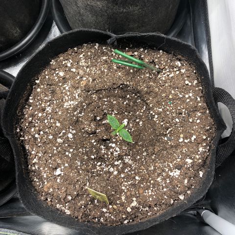 Northern Lights Auto (Seedsman) growlog timeline photo
