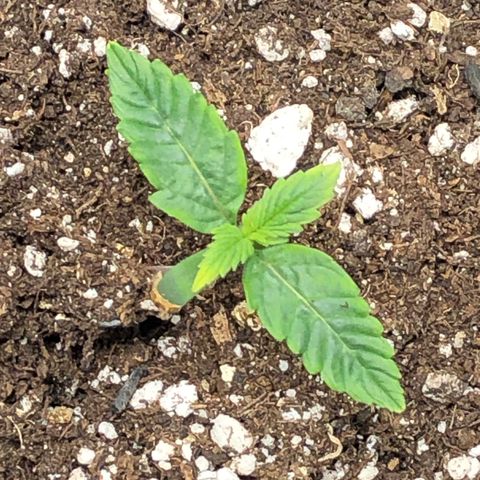 Northern Lights Auto (Seedsman) growlog timeline photo