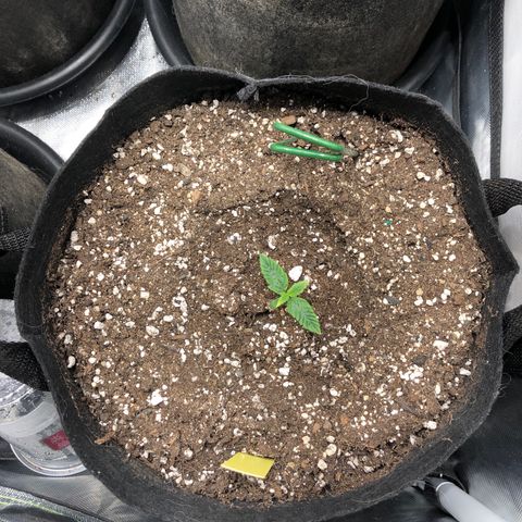 Northern Lights Auto (Seedsman) growlog timeline photo