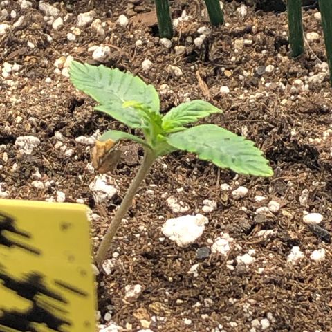 Northern Lights Auto (Seedsman) growlog timeline photo