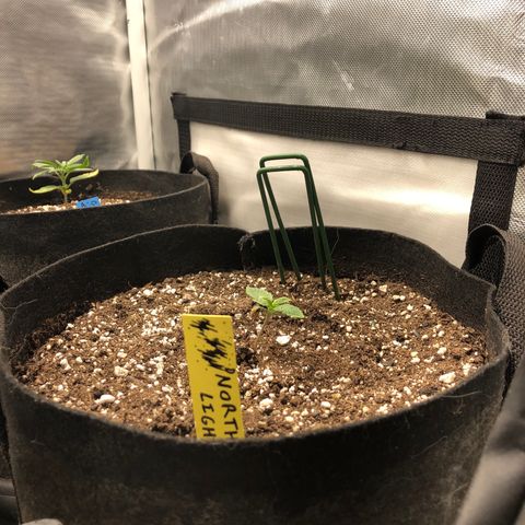 Northern Lights Auto (Seedsman) growlog timeline photo