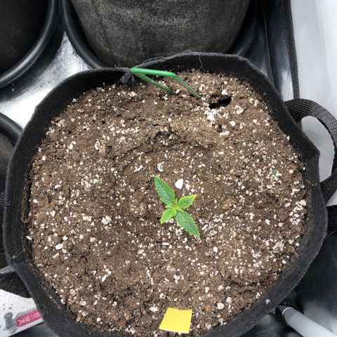 Northern Lights Auto (Seedsman) growlog timeline photo