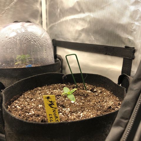 Northern Lights Auto (Seedsman) growlog timeline photo