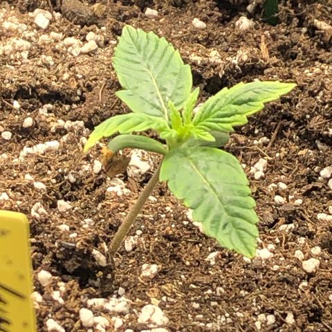 Northern Lights Auto (Seedsman) growlog timeline photo