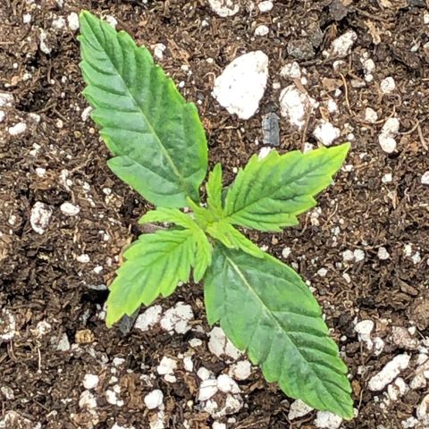 Northern Lights Auto (Seedsman) growlog timeline photo