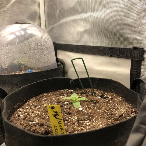 Northern Lights Auto (Seedsman) growlog timeline photo