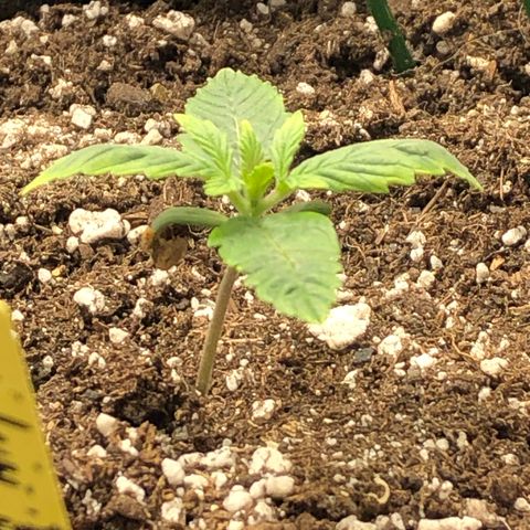 Northern Lights Auto (Seedsman) growlog timeline photo